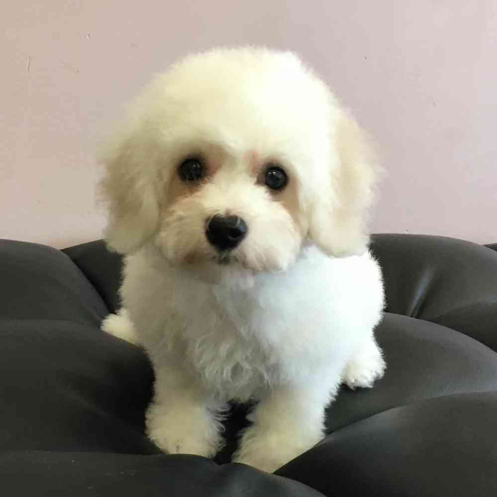 carousel pet images