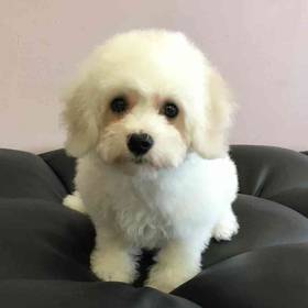 Bichon