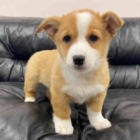 Pembroke Welsh Corgi