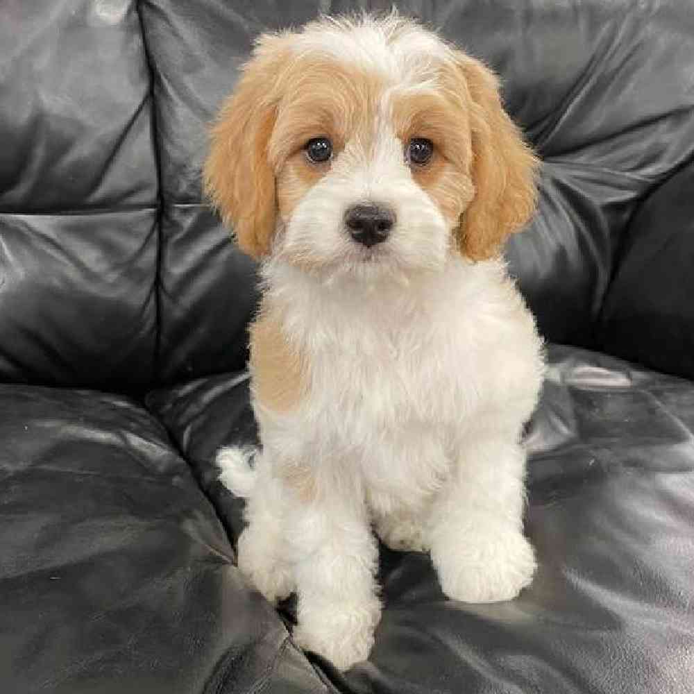 Male Cavachon Puppy for Sale in Scituate, RI