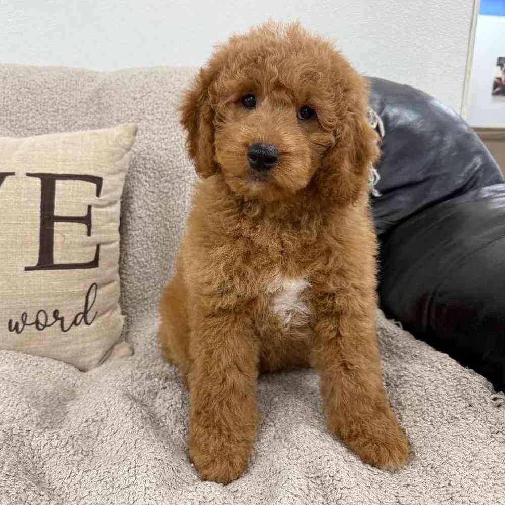 carousel pet images