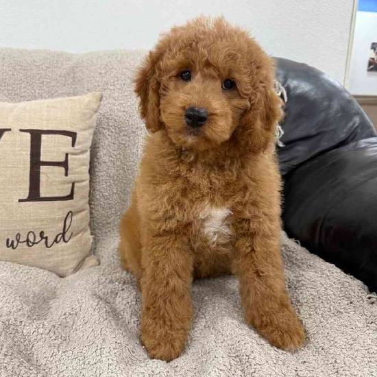 Mini Goldendoodle