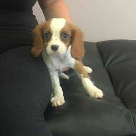 Cavalier King Charles Spaniel