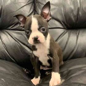 Boston Terrier