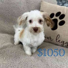 Havanese
