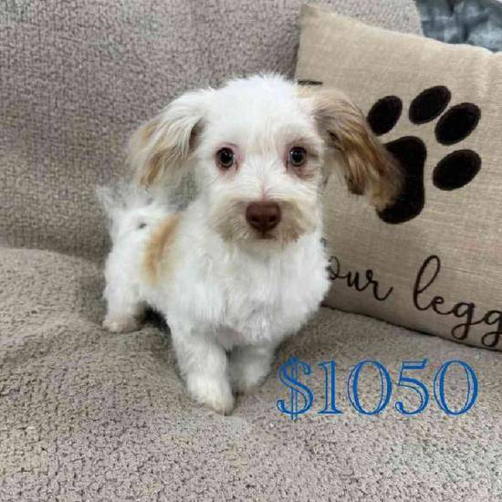 Havanese