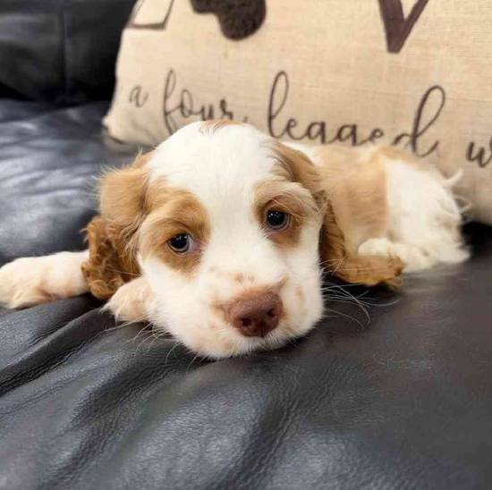 Cocker Spaniel
