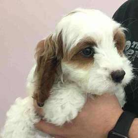 Cavapoo