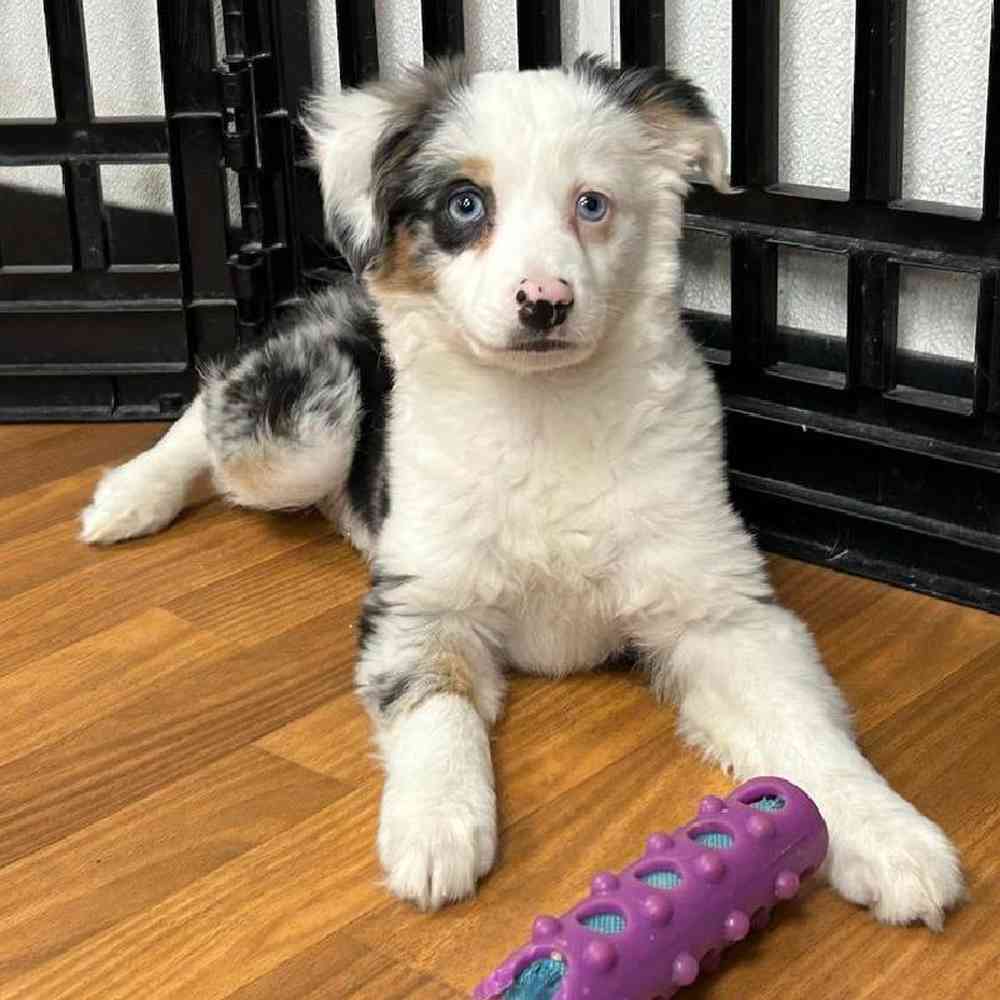 Female Mini Aussie Puppy for Sale in West Warwick, RI