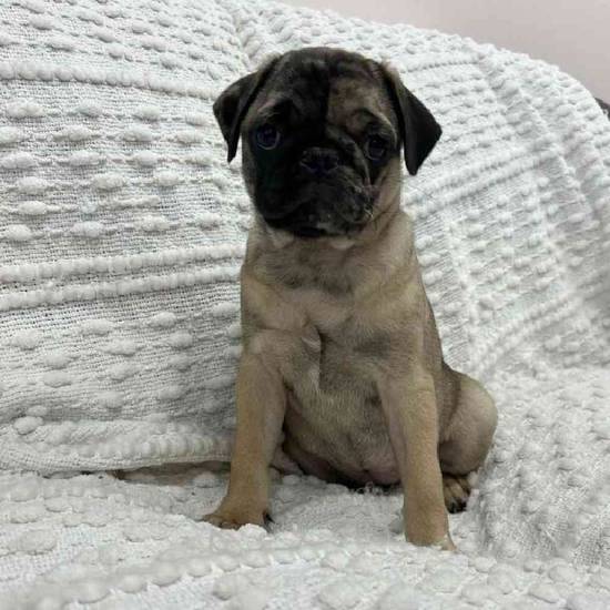 Pug