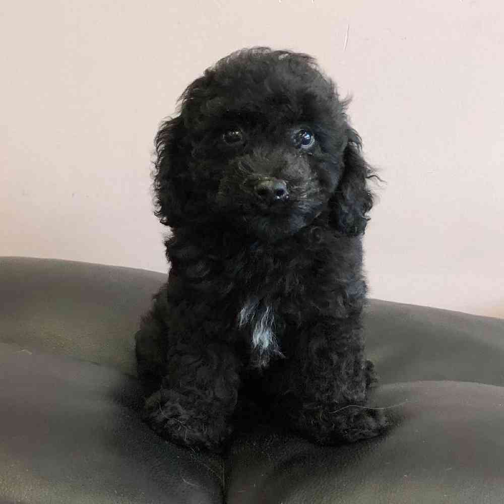 Image of a pet breed in the gallery