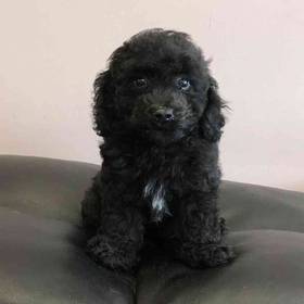 Bichon-Poo