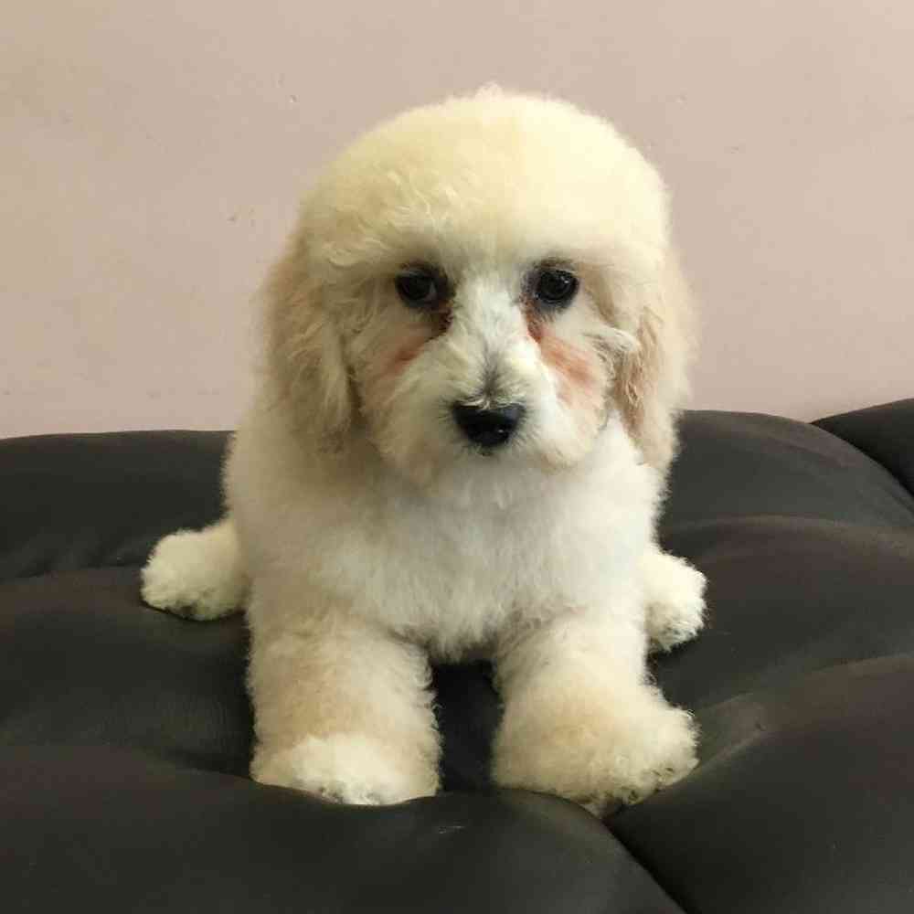 carousel pet images