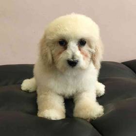 Mini Poodle