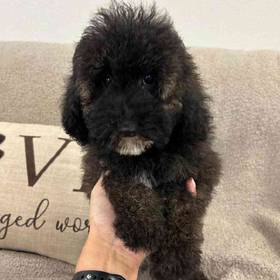 Mini Poodle