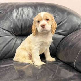 Cocker Spaniel
