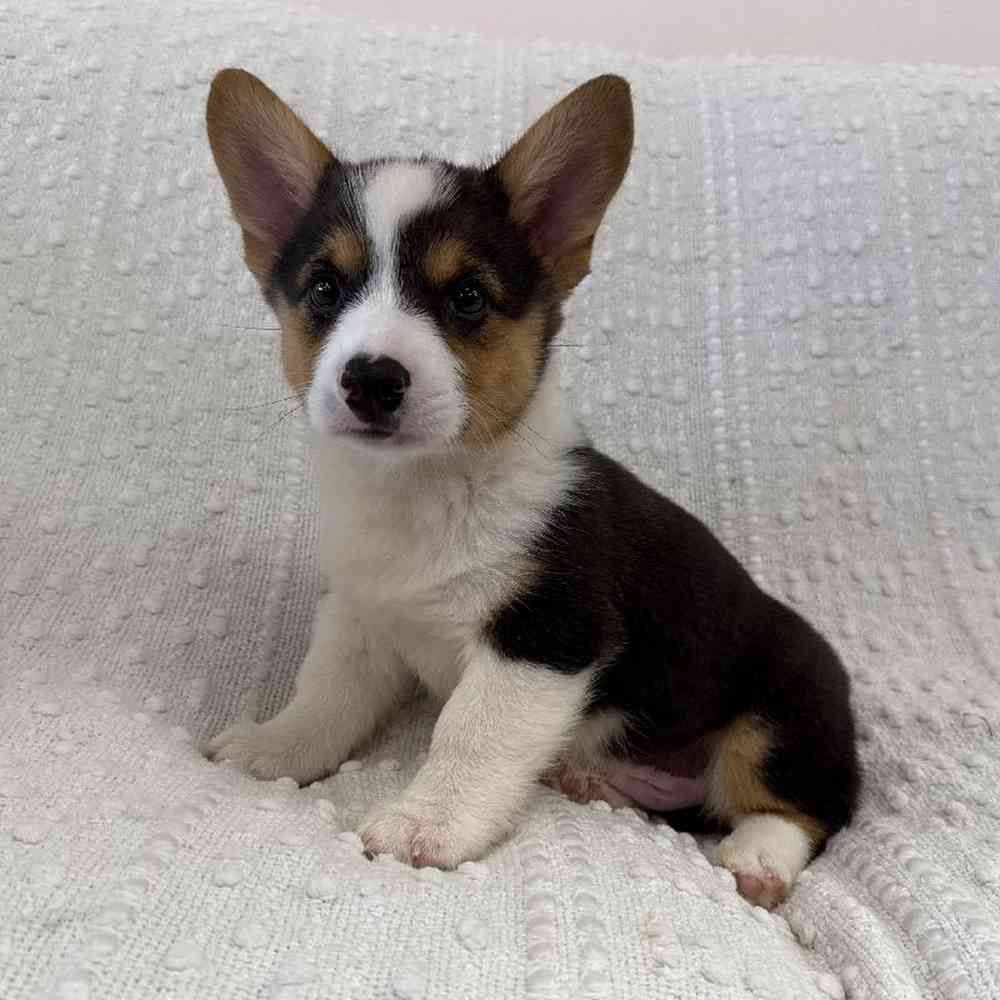 Image of a pet breed in the gallery