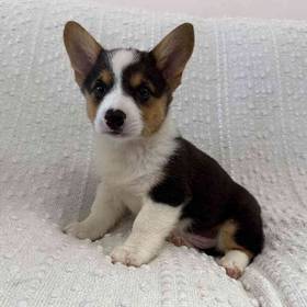 Pembroke Welsh Corgi