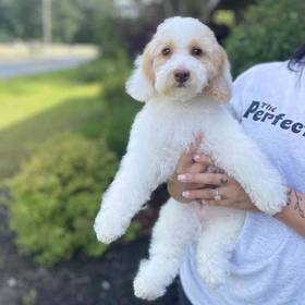 Mini Poodle