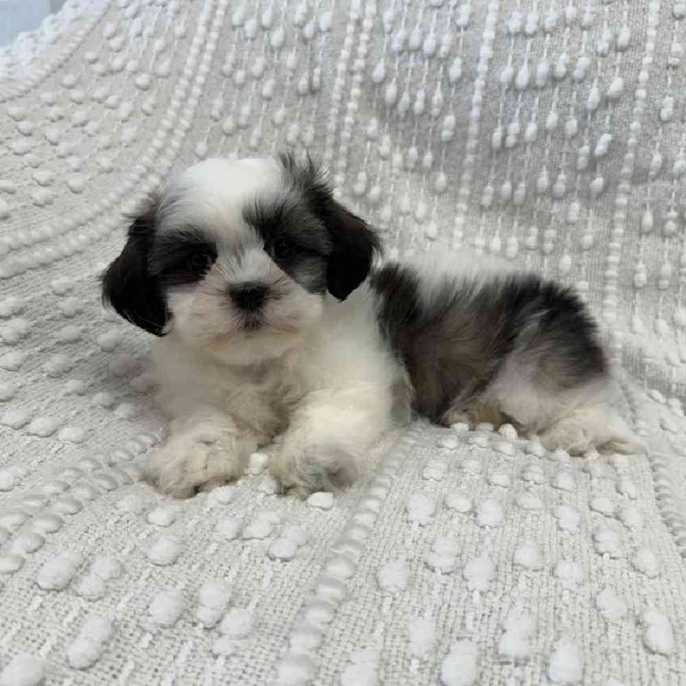 Image of a pet breed in the gallery