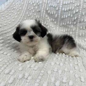 Shih Tzu