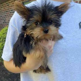 Yorkie