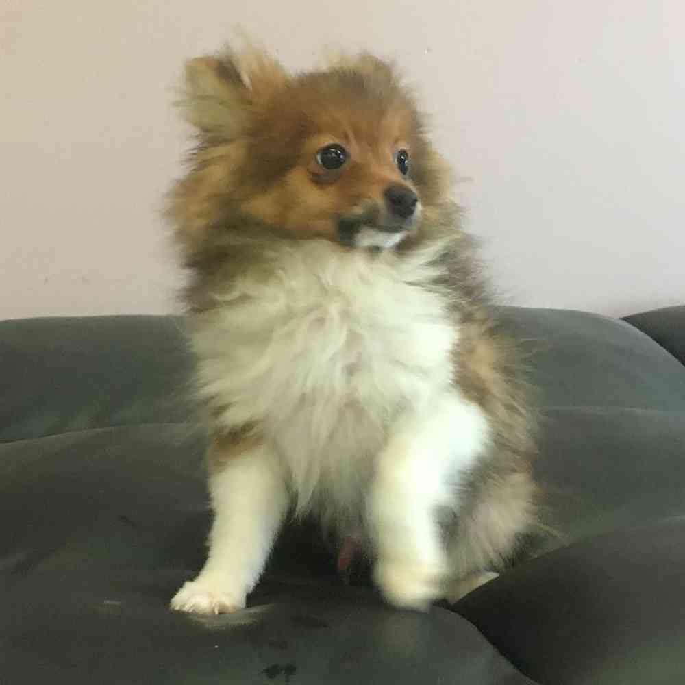 carousel pet images