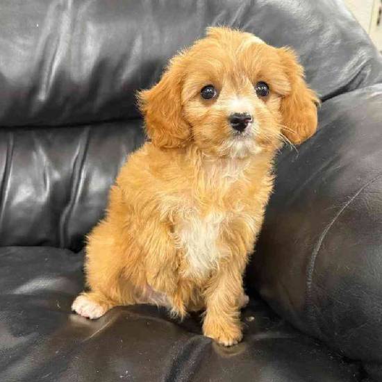 Cavapoo Mix
