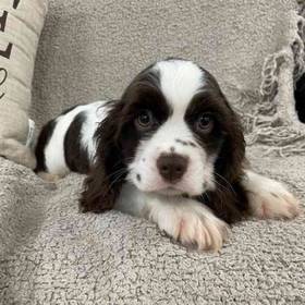 Cocker Spaniel