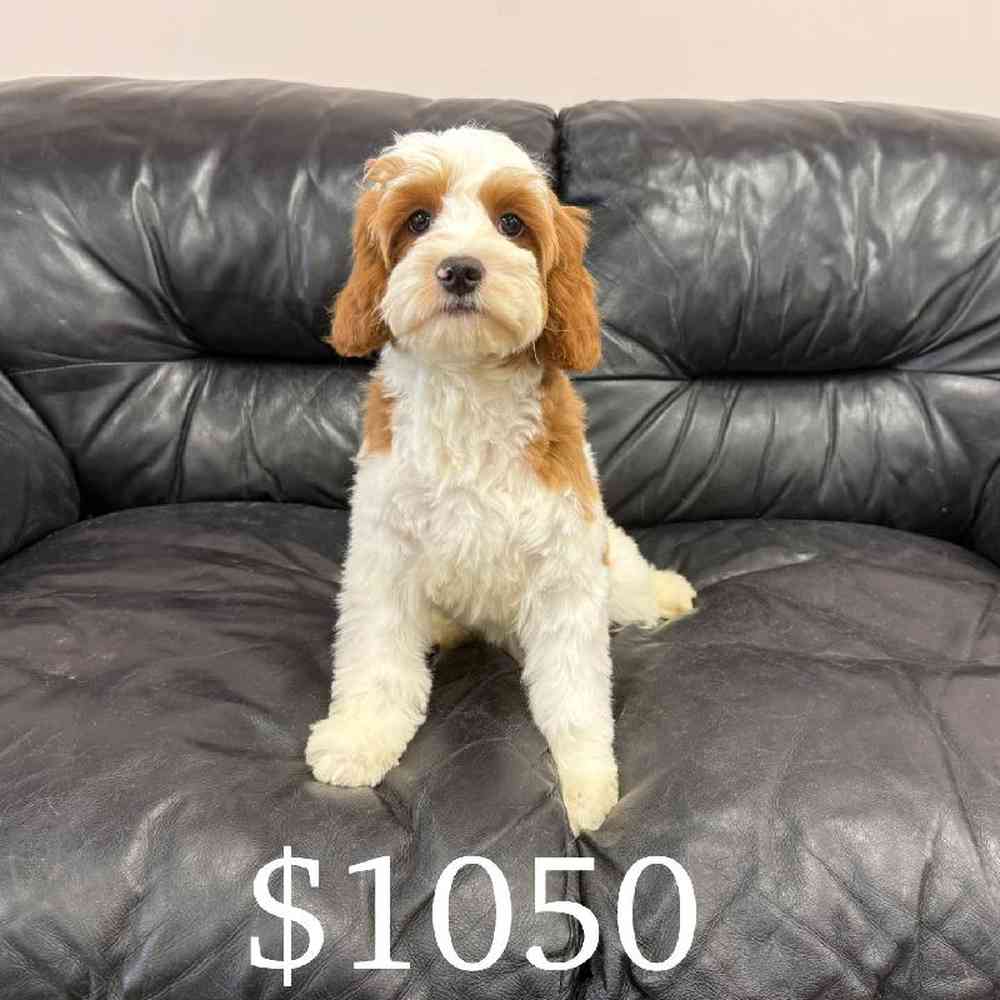 Image of a pet breed in the gallery