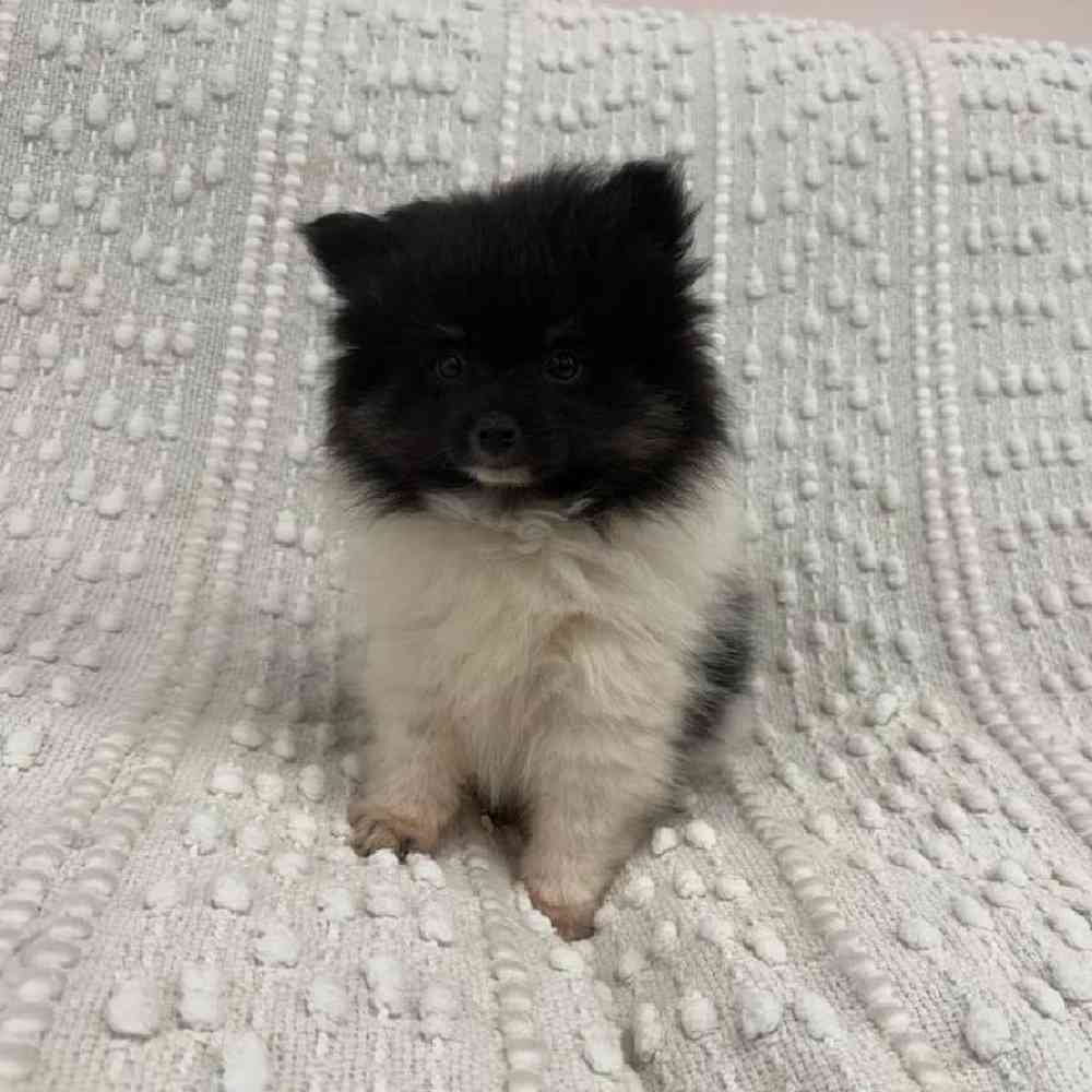 Image of a pet breed in the gallery