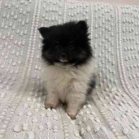 Pomeranian