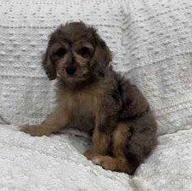 Cavapoo