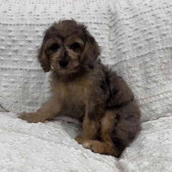 Cavapoo