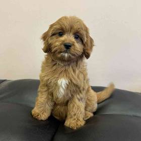 Cavapoo