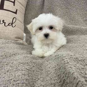 Maltese