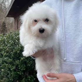 Bichon