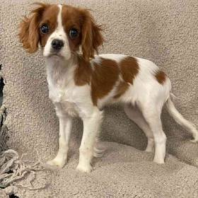 Cavalier King Charles Spaniel
