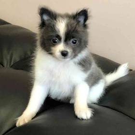 Pomeranian