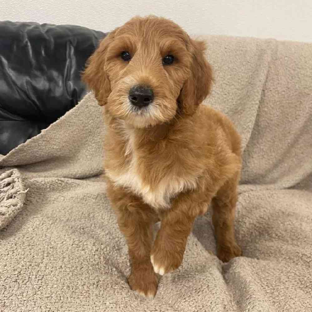 Image of a pet breed in the gallery