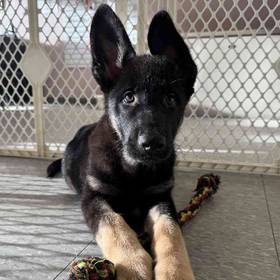 German Shepherd