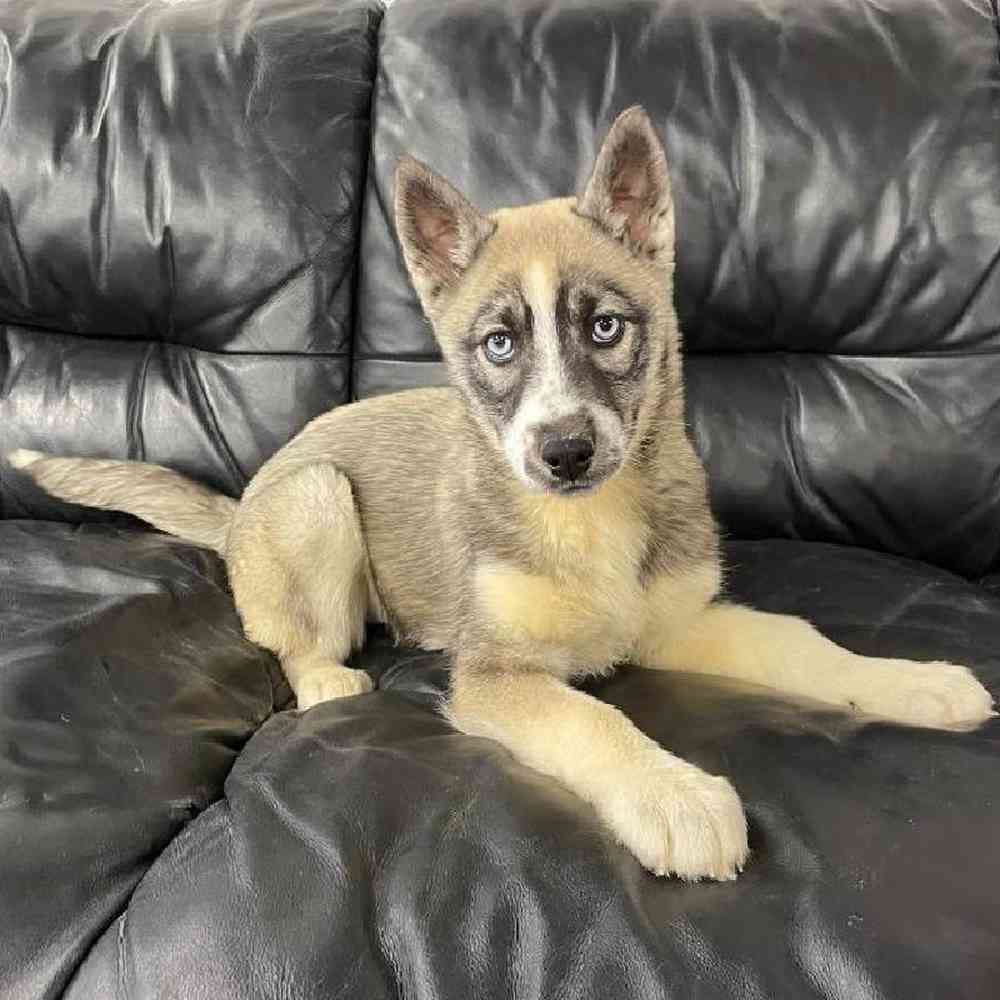 Female Husky Puppy for Sale in West Warwick, RI