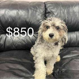 Bichon-Poo