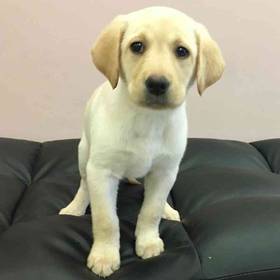Labrador Retriever