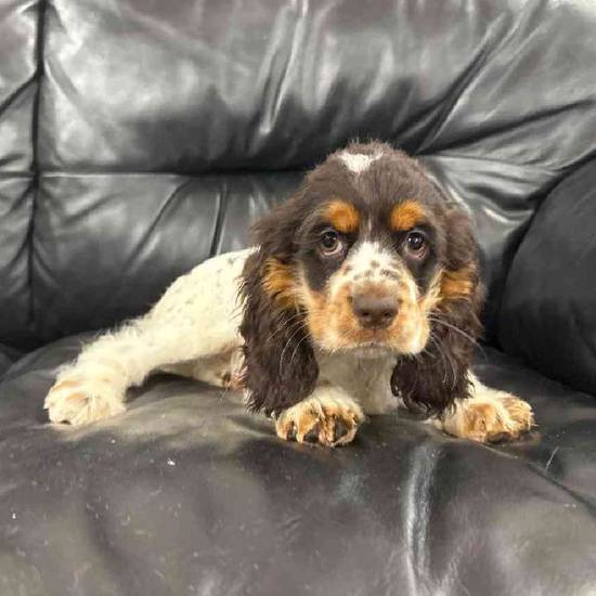 Cocker Spaniel