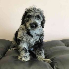 Labradoodle