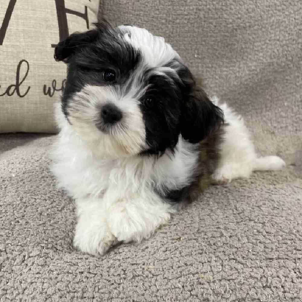 Image of a pet breed in the gallery