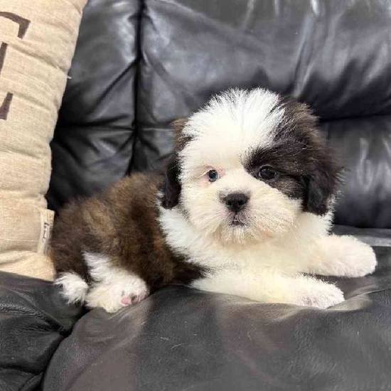 Shih Tzu