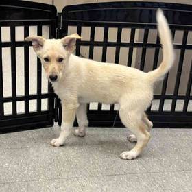 German Shepherd Mix