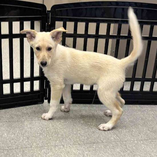 German Shepherd Mix